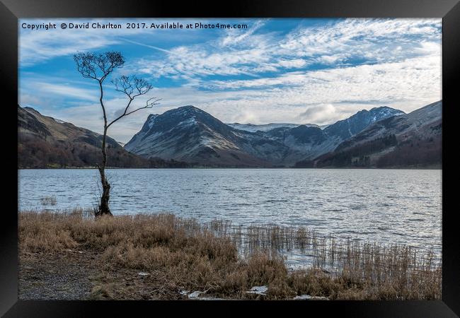   The Lone Tree , Buttermere Framed Print by David Charlton