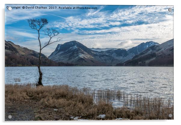   The Lone Tree , Buttermere Acrylic by David Charlton