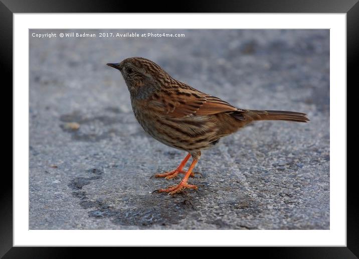Dunnock on the path at Ninesprings Yeovil Somerset Framed Mounted Print by Will Badman