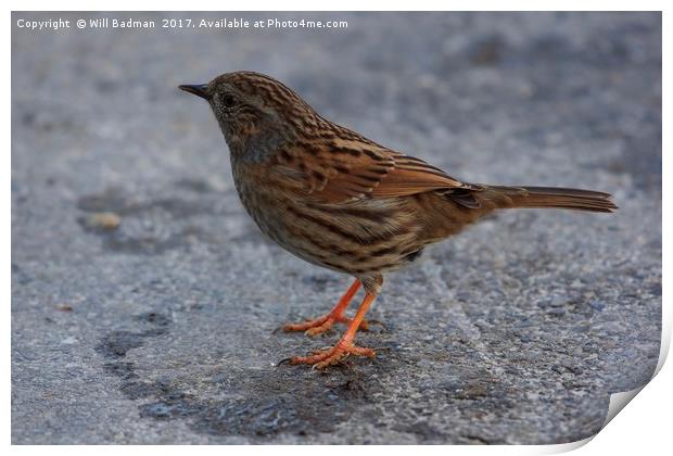 Dunnock on the path at Ninesprings Yeovil Somerset Print by Will Badman