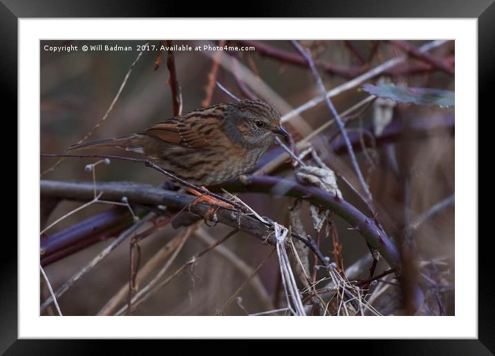 Dunnock In a hedge at Ninesprings Yeovil Somerset Framed Mounted Print by Will Badman