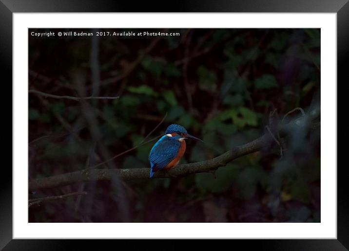 Kingfisher on a branch at Ninesprings Yeovil  Framed Mounted Print by Will Badman