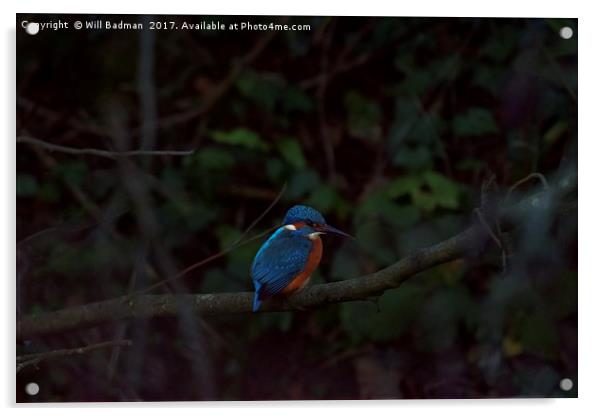 Kingfisher on a branch at Ninesprings Yeovil  Acrylic by Will Badman