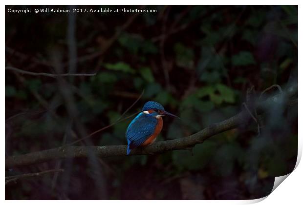 Kingfisher on a branch at Ninesprings Yeovil  Print by Will Badman