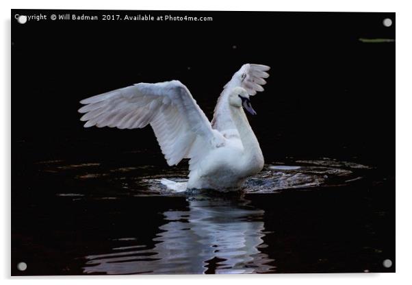 Swan flapping its wings on the lake in Yeovil uk  Acrylic by Will Badman
