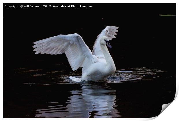 Swan flapping its wings on the lake in Yeovil uk  Print by Will Badman