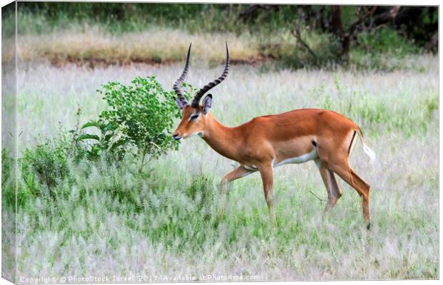 male  impala (Aepyceros melampus). Canvas Print by PhotoStock Israel