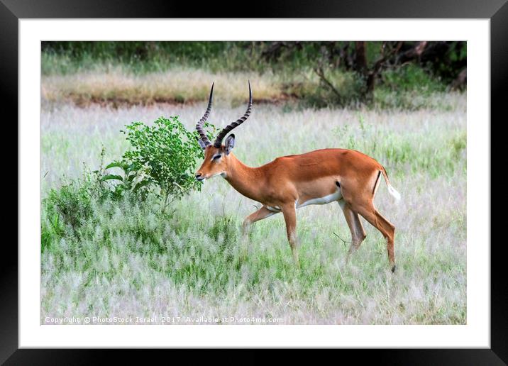 male  impala (Aepyceros melampus). Framed Mounted Print by PhotoStock Israel