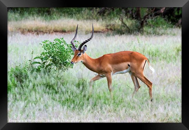 male  impala (Aepyceros melampus). Framed Print by PhotoStock Israel