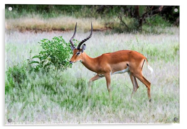 male  impala (Aepyceros melampus). Acrylic by PhotoStock Israel