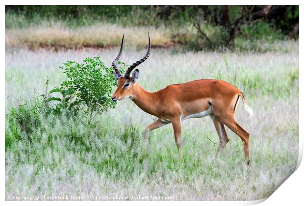 male  impala (Aepyceros melampus). Print by PhotoStock Israel