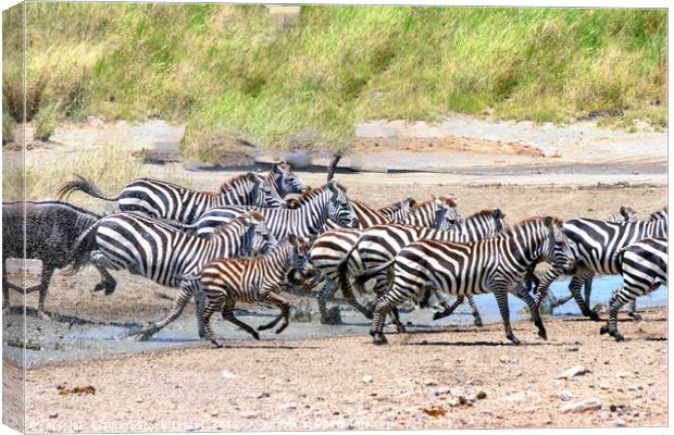 annual migration Tanzania  Canvas Print by PhotoStock Israel