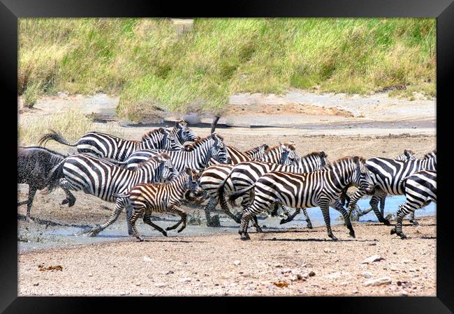 annual migration Tanzania  Framed Print by PhotoStock Israel