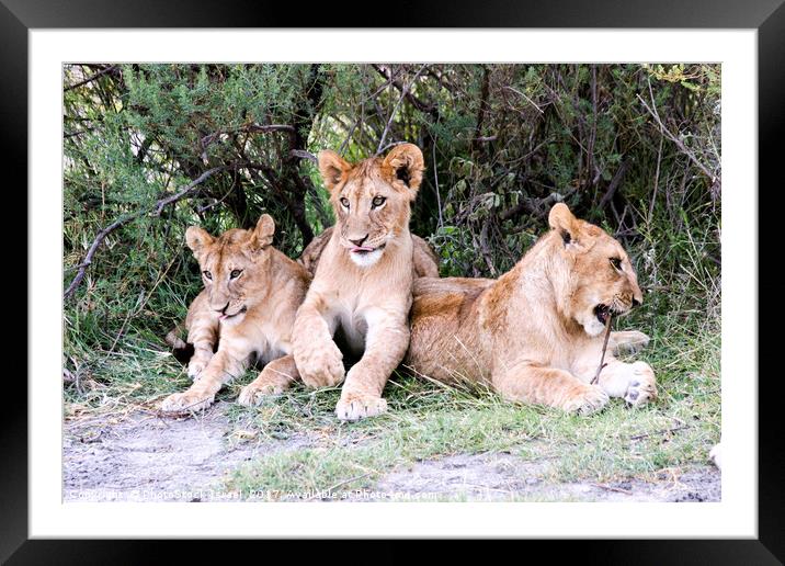 Lion cubs (Panthera leo)  Framed Mounted Print by PhotoStock Israel