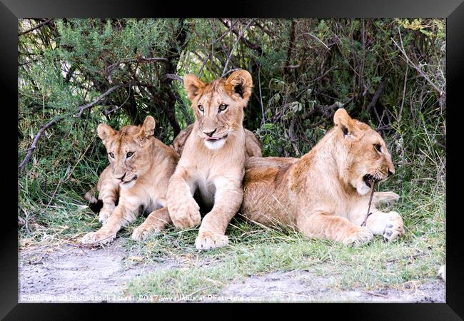 Lion cubs (Panthera leo)  Framed Print by PhotoStock Israel
