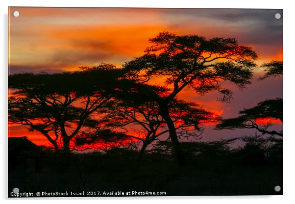 Red African Sunset Acrylic by PhotoStock Israel