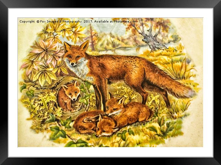 Fox And Cubs Framed Mounted Print by Derrick Fox Lomax