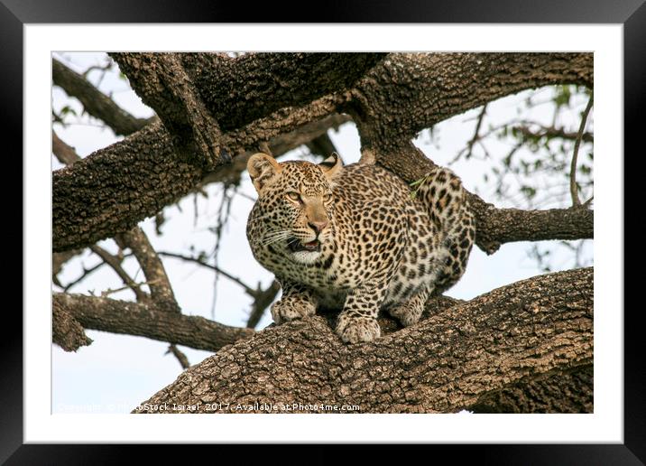 leopard (Panthera pardus) on a tree.  Framed Mounted Print by PhotoStock Israel