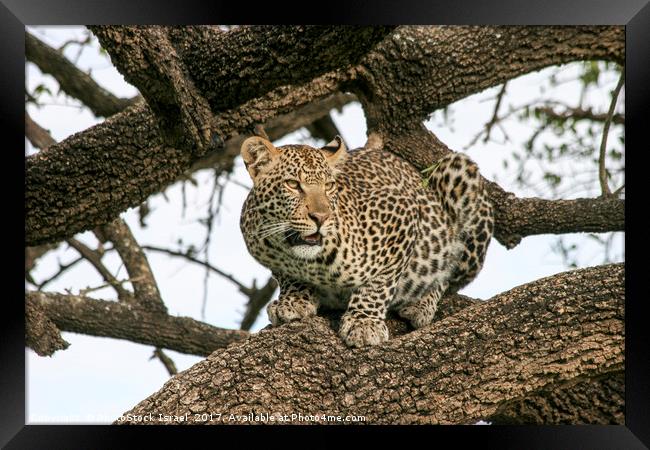 leopard (Panthera pardus) on a tree.  Framed Print by PhotoStock Israel
