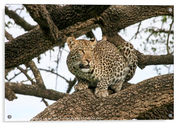 leopard (Panthera pardus) on a tree.  Acrylic by PhotoStock Israel