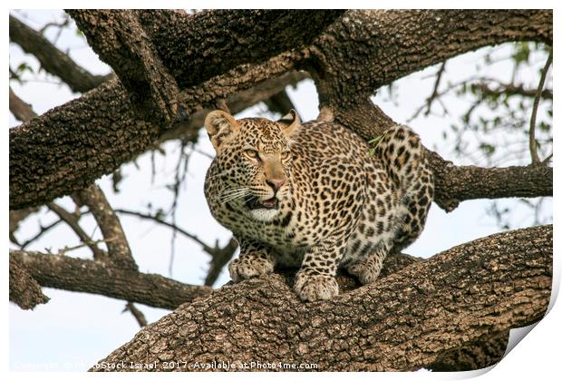 leopard (Panthera pardus) on a tree.  Print by PhotoStock Israel