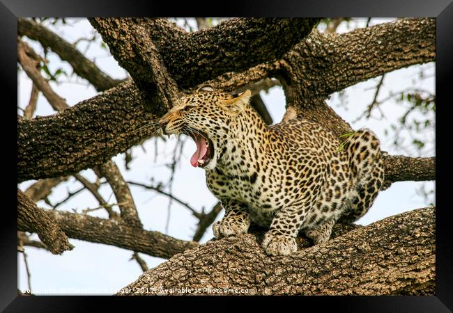 leopard (Panthera pardus) on a tree.  Framed Print by PhotoStock Israel