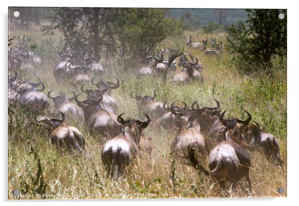 Serengeti National Park Acrylic by PhotoStock Israel