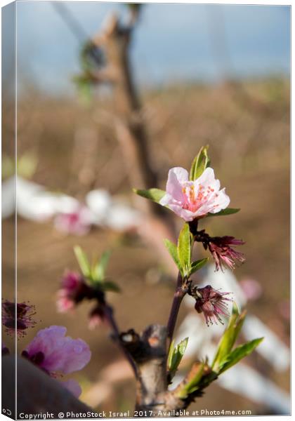 almond blossoms Canvas Print by PhotoStock Israel