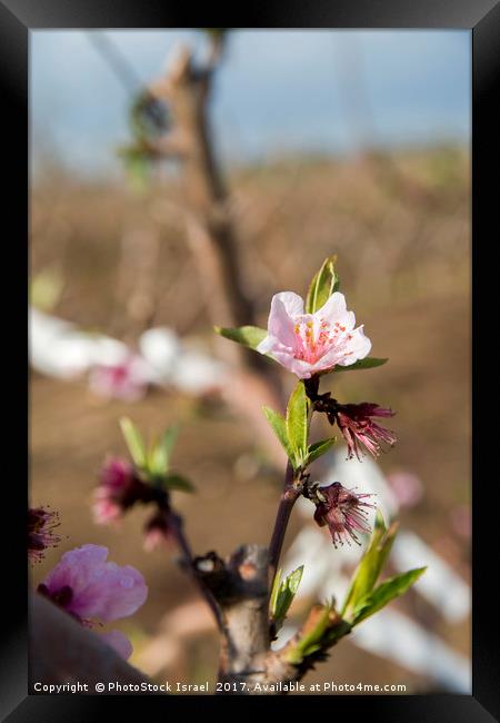 almond blossoms Framed Print by PhotoStock Israel