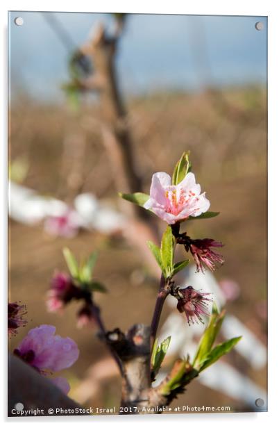 almond blossoms Acrylic by PhotoStock Israel