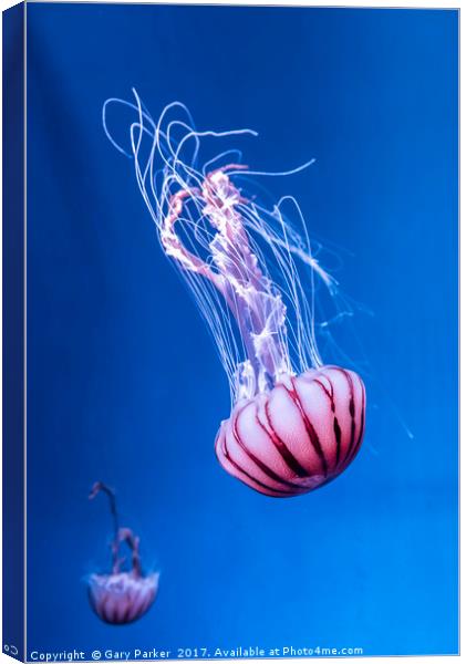 Pink Jellyfish in deep blue water  Canvas Print by Gary Parker
