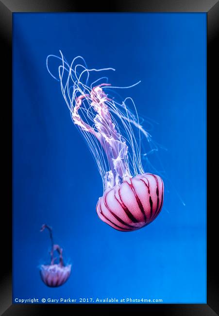Pink Jellyfish in deep blue water  Framed Print by Gary Parker