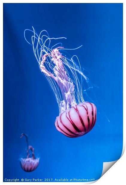 Pink Jellyfish in deep blue water  Print by Gary Parker
