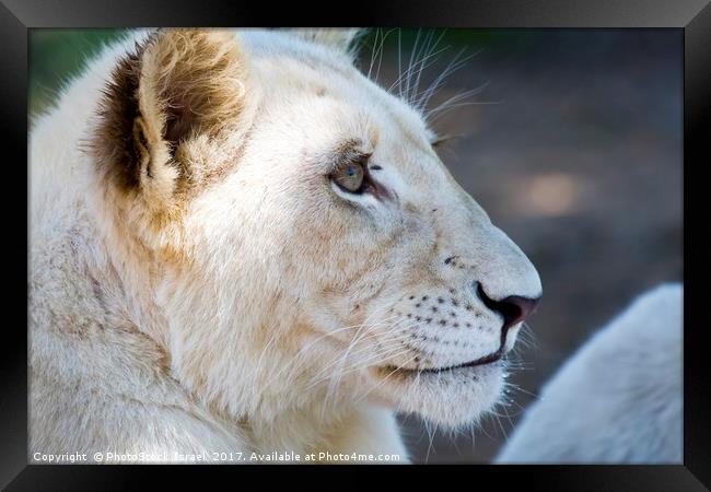 White lion cubs  Framed Print by PhotoStock Israel