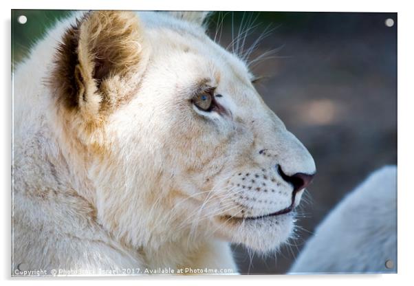 White lion cubs  Acrylic by PhotoStock Israel