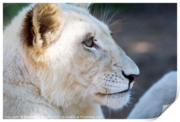 White lion cubs  Print by PhotoStock Israel