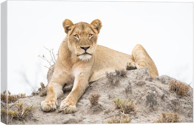 Lioness stare Canvas Print by Villiers Steyn