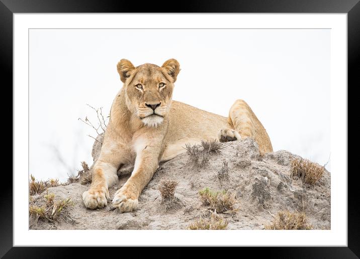 Lioness stare Framed Mounted Print by Villiers Steyn
