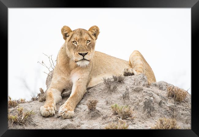 Lioness stare Framed Print by Villiers Steyn