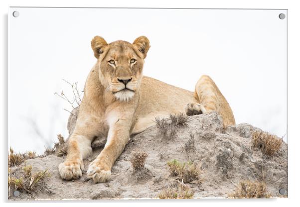 Lioness stare Acrylic by Villiers Steyn