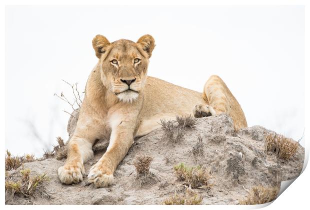 Lioness stare Print by Villiers Steyn