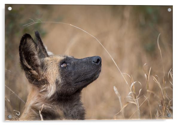 Wild dog dreams Acrylic by Villiers Steyn