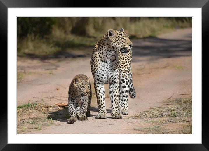 Leopard and cub Framed Mounted Print by Villiers Steyn