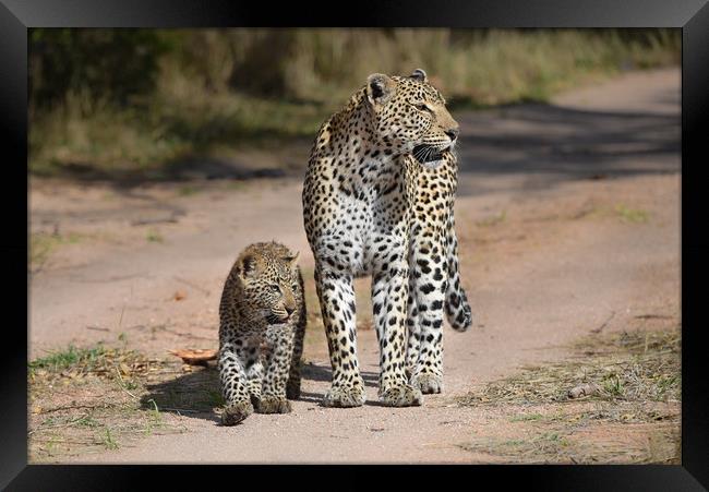Leopard and cub Framed Print by Villiers Steyn