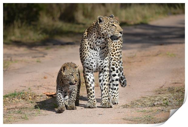 Leopard and cub Print by Villiers Steyn