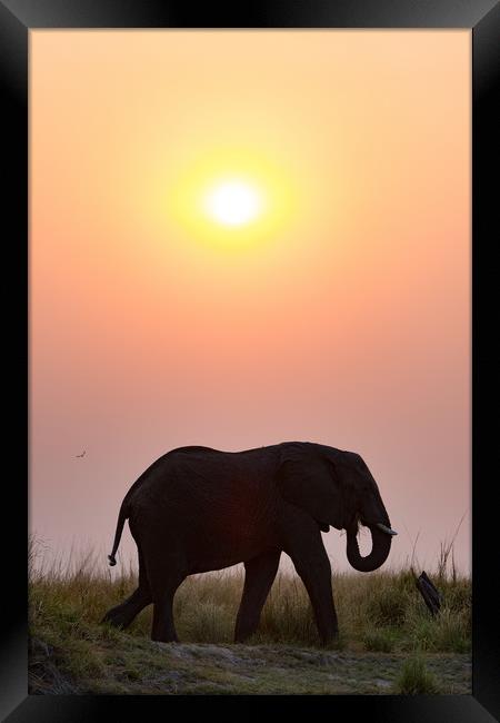 Sunset elephant Framed Print by Villiers Steyn