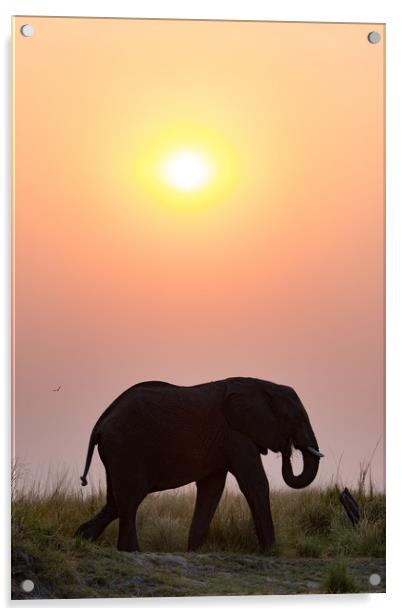 Sunset elephant Acrylic by Villiers Steyn