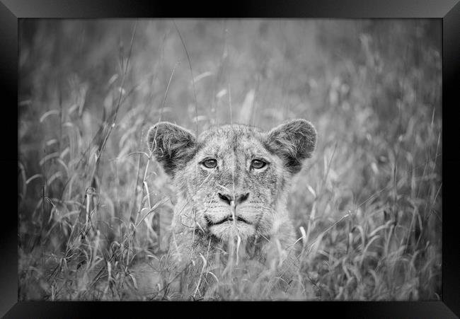 Cheeky lion cub Framed Print by Villiers Steyn