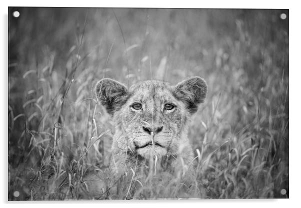 Cheeky lion cub Acrylic by Villiers Steyn