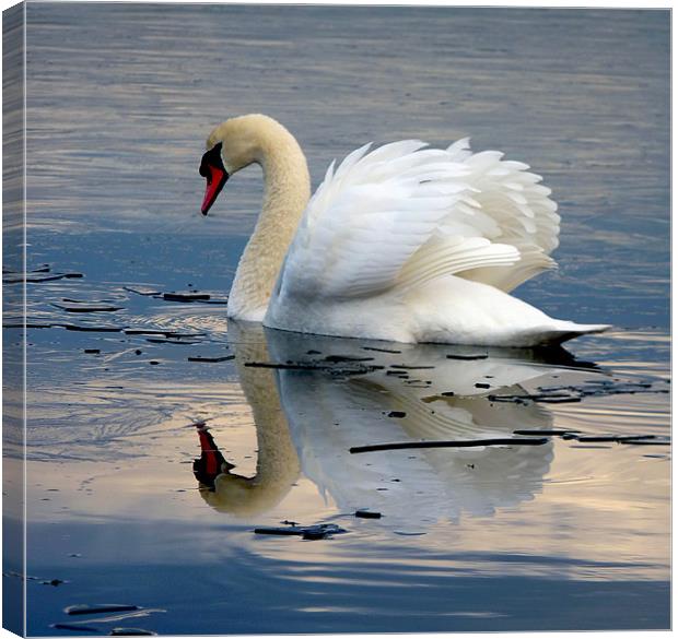 Swan on Ice Canvas Print by Darren Burroughs